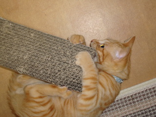 DSC00911.JPG